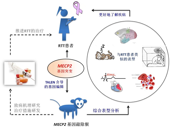 10. 瑞特综合征猴模型构建、表型分析及意义示意图.jpg
