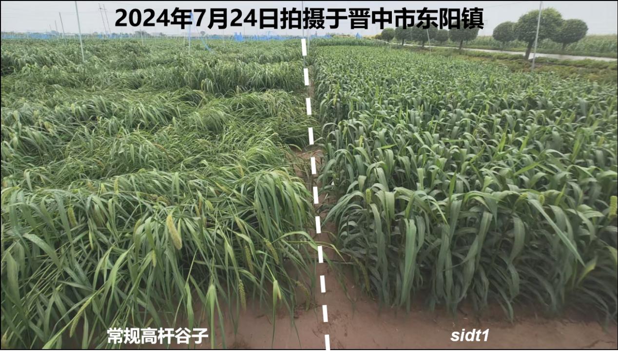 与水稻“小薇”同源,旱地谷子有望迎来“绿色革命” 与水稻“小薇”同源,旱地谷子有望迎来“绿色革命”